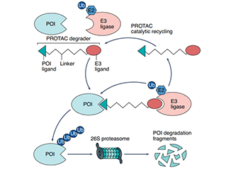 The PROTAC Gold Rush